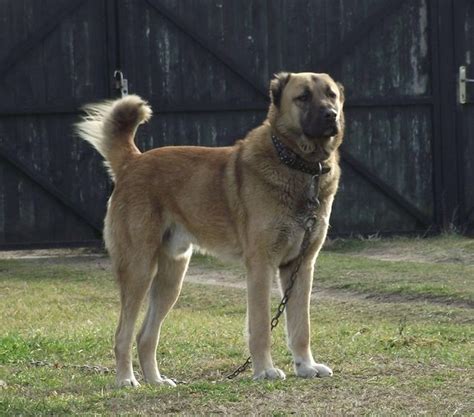 afghan gucci dog|KUCHI DOG (AFGHAN SHEPHERD DOG).